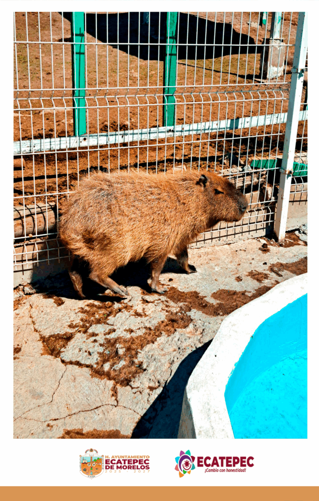 Ecatepec de Morelos